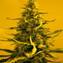 Nirvana Seeds White Widow (Автоцветущие феминизированные)