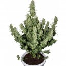 Buddha Seeds Magnum (Автоцветущие феминизированные)